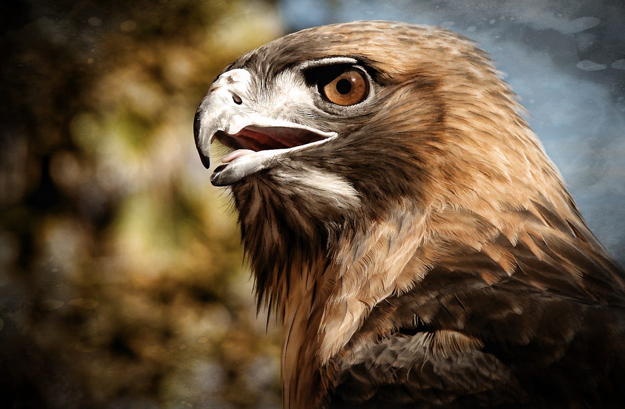 Photo of a hawk with Topaz post-processing